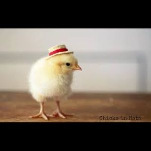 Meet your Posher, James